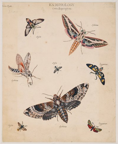 Studi di animali invertebrati, Volume II da Edward Donovan