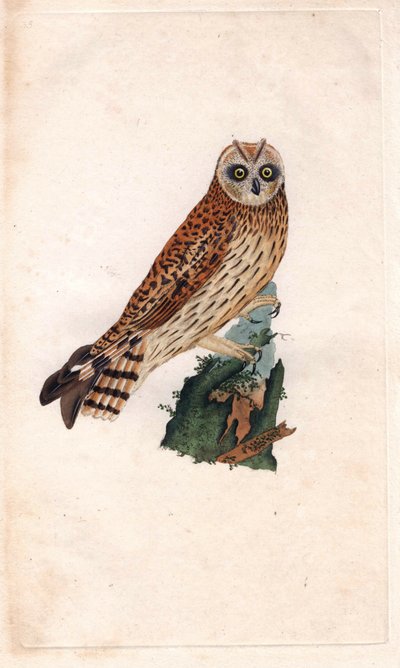 Gufo di palude. Asio flammeus da Edward Donovan