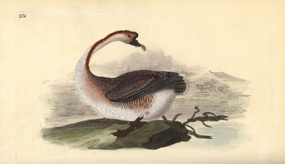 Oca cignoide, Anser cygnoides da Edward Donovan