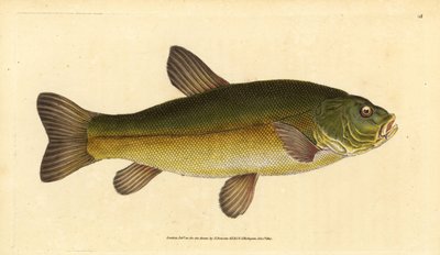 Tinca, Tinca tinca. Incisione a mano colorata a rame disegnata e incisa da Edward Donovan dal suo Natural History of British Fishes, Donovan e F.C. e J. Rivington, Londra da Edward Donovan