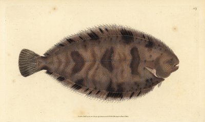 Sogliola variegata, Microchirus variegatus da Edward Donovan