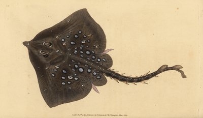 Raja clavata. Quasi minacciata. Incisione a mano colorata disegnata e incisa da Edward Donovan dal suo Natural History of British Fishes, Donovan e F.C. e J. Rivington, Londra da Edward Donovan