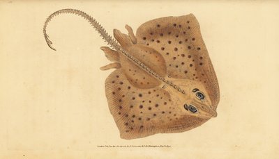 Razza chiodata, Raja clavata. Quasi minacciata. Razza ruvida, Raja rubus. Incisione colorata a mano tratta da Edward Donovan dal suo Natural History of British Fishes, Donovan e F.C. e J. Rivington, Londra da Edward Donovan