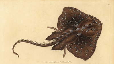 Razza spinosa, Amblyraja radiata (Razza stellata, Raja radiata). Vulnerabile. Incisione a mano colorata disegnata e incisa da Edward Donovan dalla sua Storia Naturale dei Pesci Britannici, Donovan e F.C. e J. Rivington, Londra da Edward Donovan