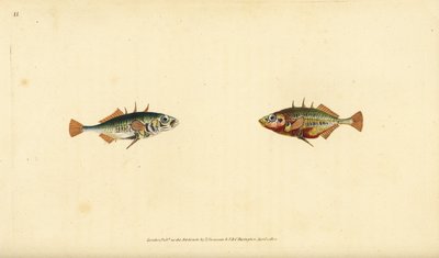 Gasterosteus aculeatus. Incisione a mano colorata disegnata e incisa da Edward Donovan dal suo Natural History of British Fishes, Donovan e F.C. e J. Rivington, Londra da Edward Donovan