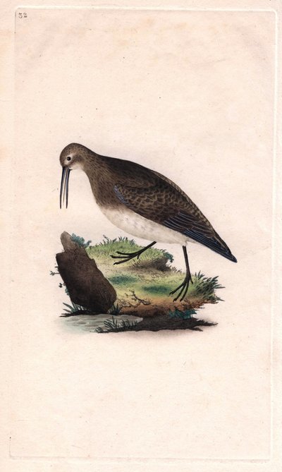 Piro piro piccolo, Calidris minutilla da Edward Donovan