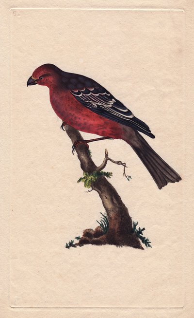 Pinicola enucleator (Loxia enucleator). Incisione su rame di Edward Donovan (1768-1837), pubblicata in Histoire naturelle des oiseaux britanniques, Londra da Edward Donovan