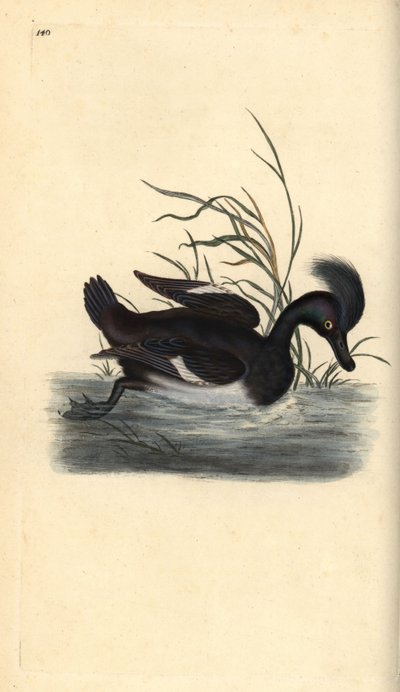 Moretta, Aythya fuligula da Edward Donovan