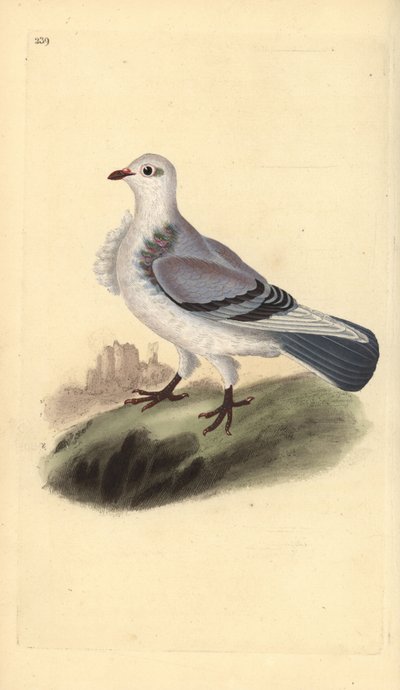 Piccione turbit, Columba livia domestica var. turbita da Edward Donovan