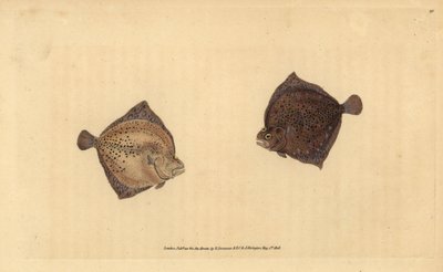 Rombo chiodato, Scophthalmus maximus. Incisione a mano colorata disegnata e incisa da Edward Donovan dal suo 