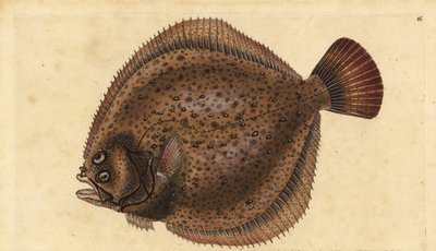 Rombo chiodato, Scophthalmus maximus (Pleuronectes maximus). Incisione colorata a mano tratta da Edward Donovan dal suo Natural History of British Fishes, Donovan e F.C. e J. Rivington, Londra da Edward Donovan