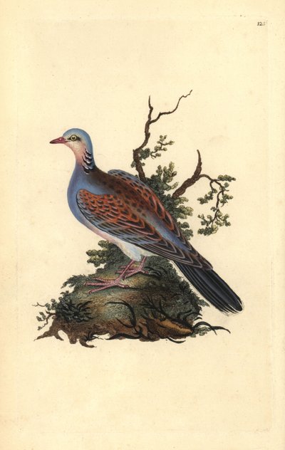 Tortora. Incisione a mano colorata a rame disegnata e incisa da Edward Donovan dal suo Natural History of British Birds (1794-1819) da Edward Donovan