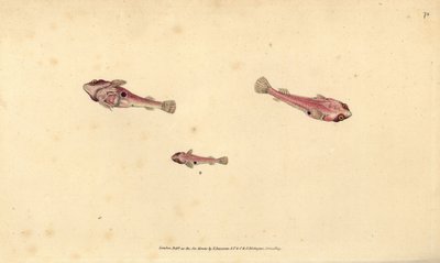 Pesce ventosa a due macchie, Diplecogaster bimaculata bimaculata da Edward Donovan