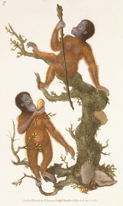Due primati su un albero, 1823 da Edward Donovan