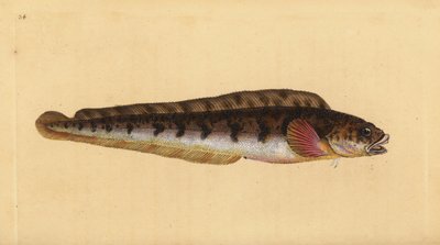 Zoarces viviparus da Edward Donovan