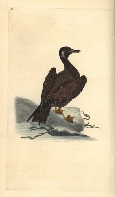 Gabbiano reale giovane. Incisione a mano colorata a rame disegnata e incisa da Edward Donovan dal suo Natural History of British Birds, Londra da Edward Donovan