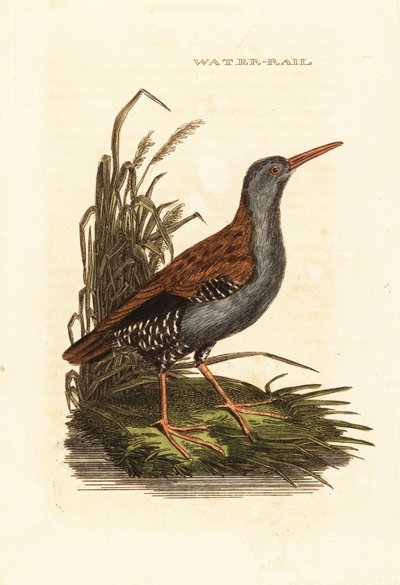Porciglione, Rallus aquaticus da Edward Donovan