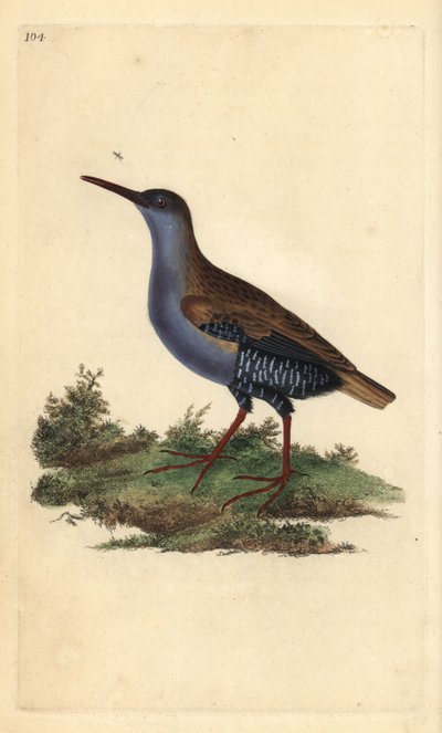 Porciglione, Rallus aquaticus da Edward Donovan