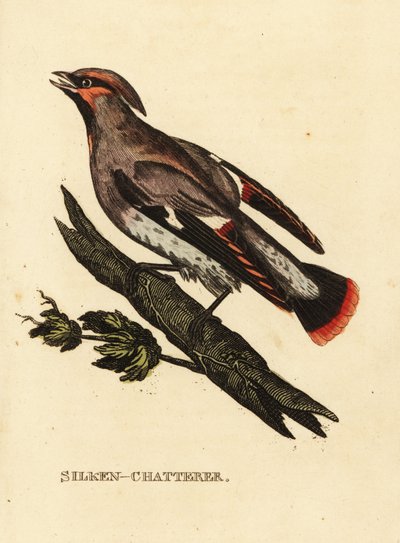 Chiacchierone ceroso o beccofrusone, Bombycilla garrulus da Edward Donovan