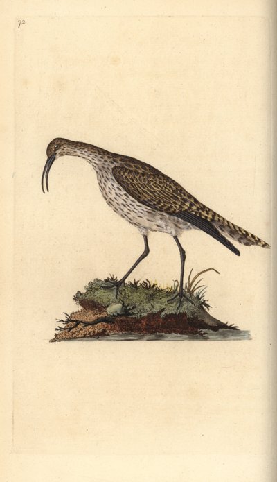 Chiurlo piccolo. Incisione a mano colorata a rame disegnata e incisa da Edward Donovan dal suo Natural History of British Birds, Londra da Edward Donovan