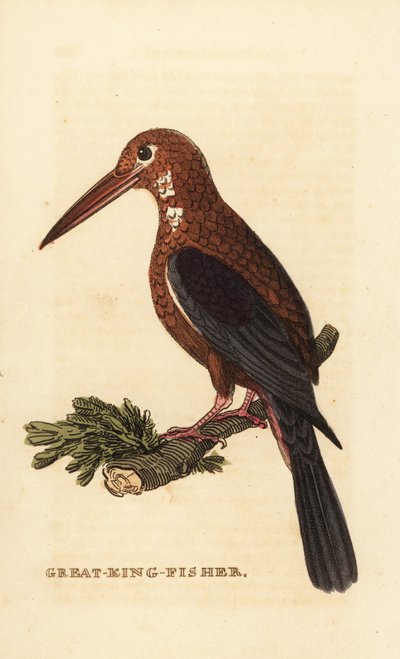 Martin pescatore dal collare bianco, Halcyon smyrnensis da Edward Donovan
