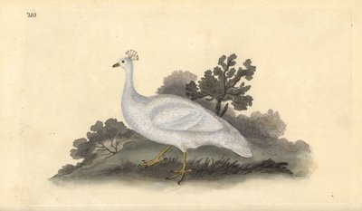 Pavone bianco crestato (femmina), Pavo cristatus. Incisione colorata a mano tratta da Edward Donovan dal suo Natural History of British Birds, Londra da Edward Donovan