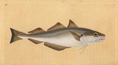 Merlano, Merlangius merlangus. Incisione a mano colorata disegnata e incisa da Edward Donovan dal suo 