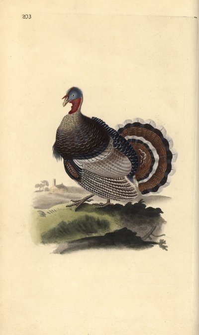 Tacchino selvatico, Meleagris gallopavo da Edward Donovan