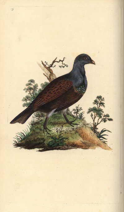 Tetrao urogallus. Incisione a mano colorata disegnata e incisa da Edward Donovan dal suo "Natural History of British Birds," Londra da Edward Donovan