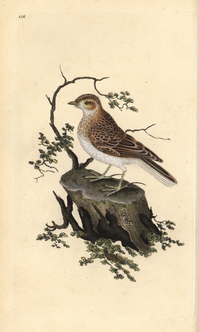 Tottavilla, Lullula arborea da Edward Donovan