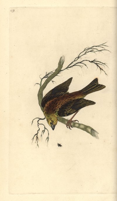 Zigolo giallo, Emberiza citrinella da Edward Donovan
