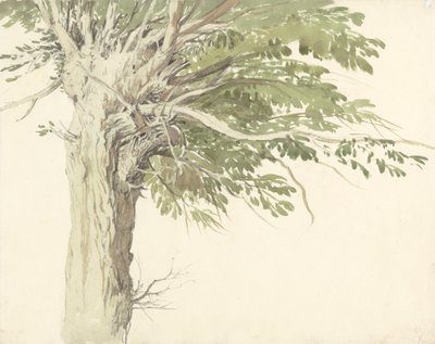 Studio di un albero capitozzato - un salice da Edward Duncan