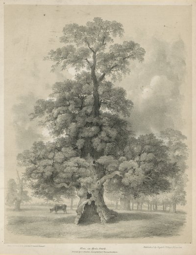 Olmo a Hyde Park, Londra da Edward Hassell