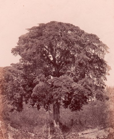 Studio di albero da Edward King Tenison