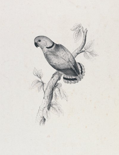  da Edward Lear