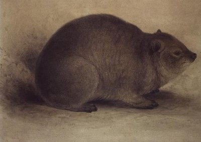 Procavia delle Rocce da Edward Lear