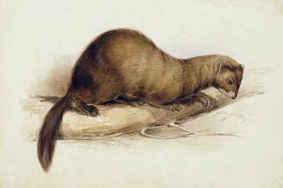 Una Donnola da Edward Lear