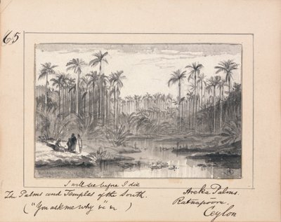 Palme di Areka, Ratanapooru, Ceylon - 