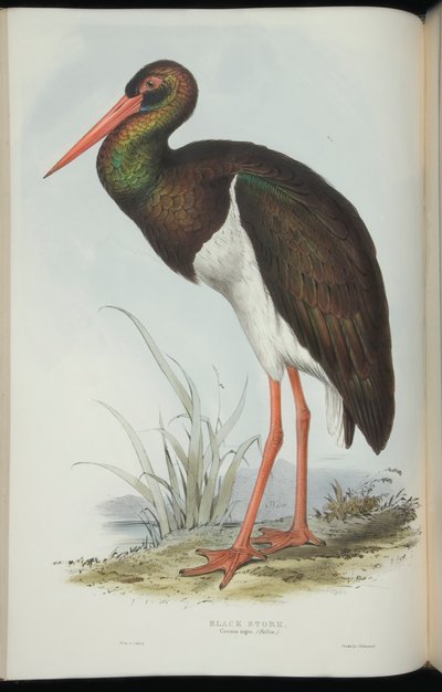 Cicogna Nera, da 