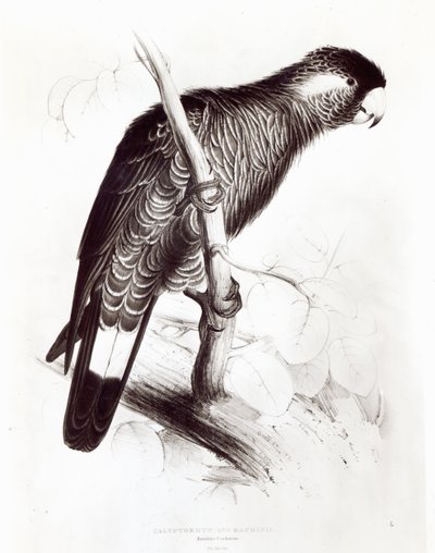 Calyptorhynchus Baudinii, o Cacatua di Baudin, 1832 da Edward Lear