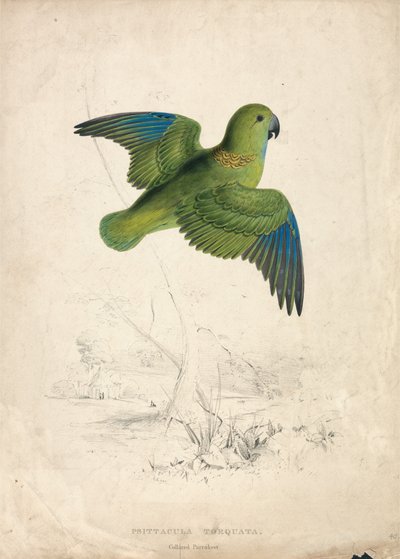 Pappagallino dal collare (Tavola 40) da Edward Lear