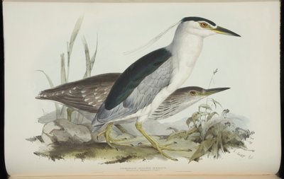 Nitticora Comune, da 