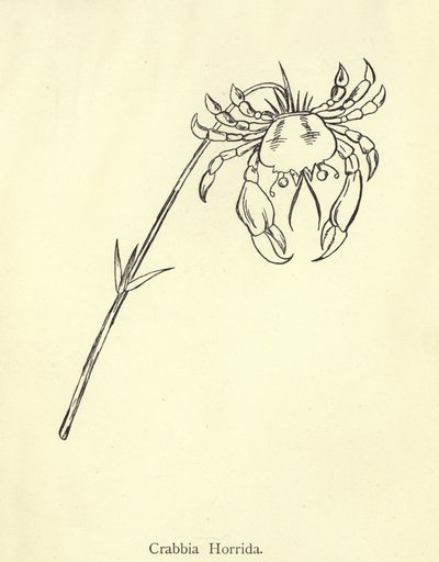 Crabbia Horrida da Edward Lear