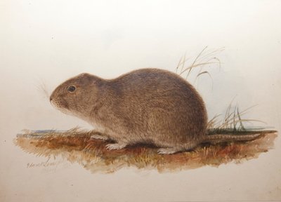 Ctenomys magellanicus, 1836 da Edward Lear
