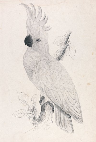  da Edward Lear
