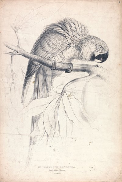  da Edward Lear
