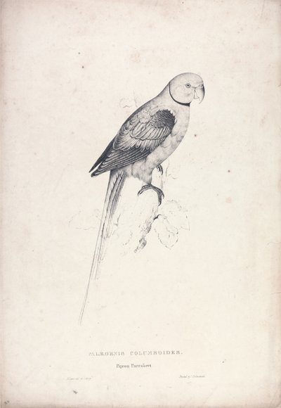  da Edward Lear