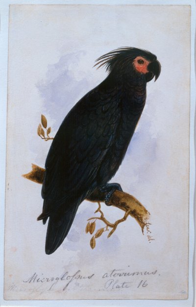Pappagallo: Tavola 16 da Edward Lear