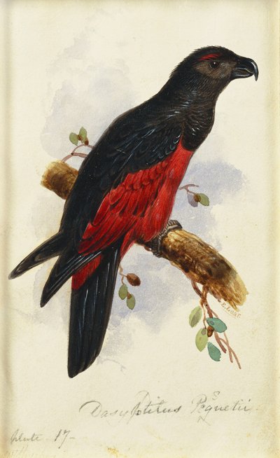 Dasyptilus di Pesquet da Edward Lear