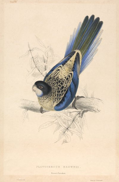  da Edward Lear